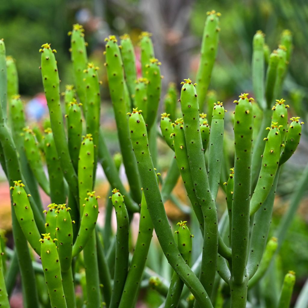 Euphorbia tirucalli - Potloodplant