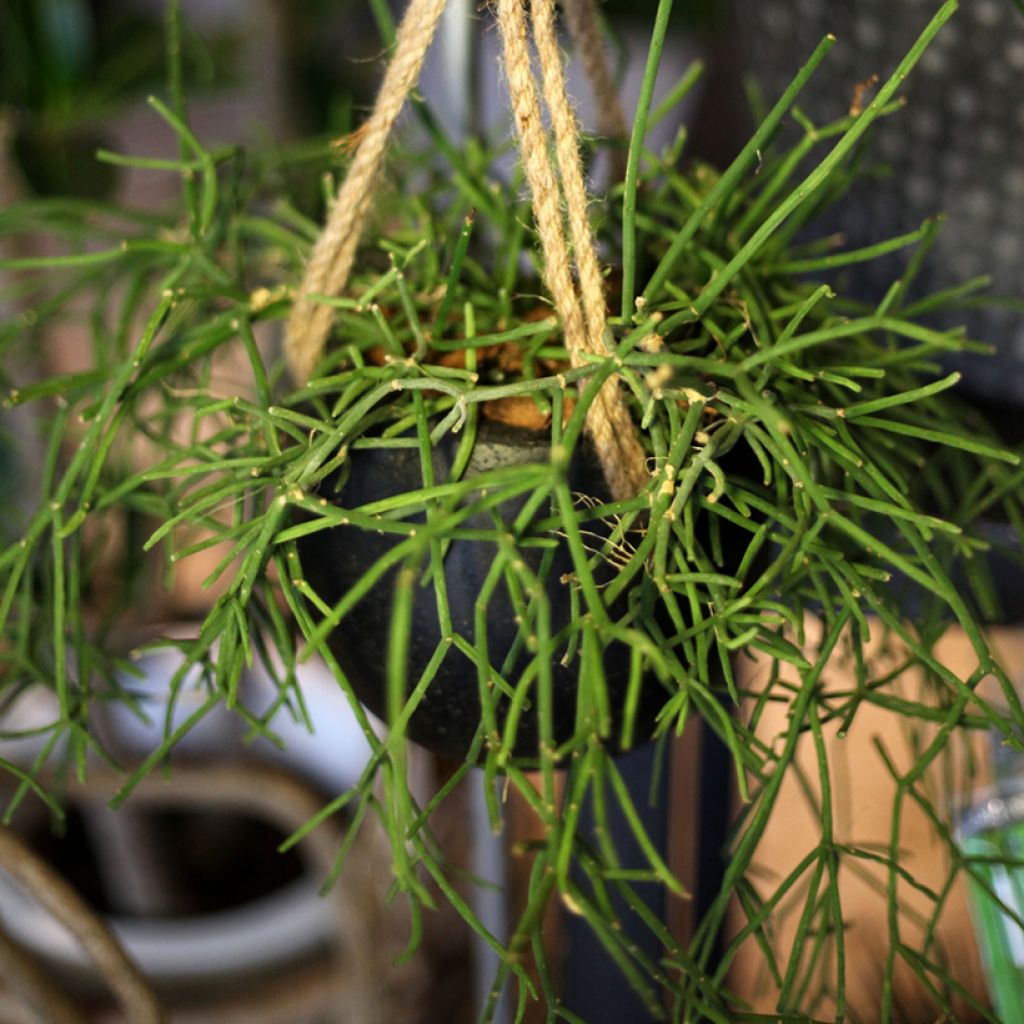 Euphorbia tirucalli - Potloodplant