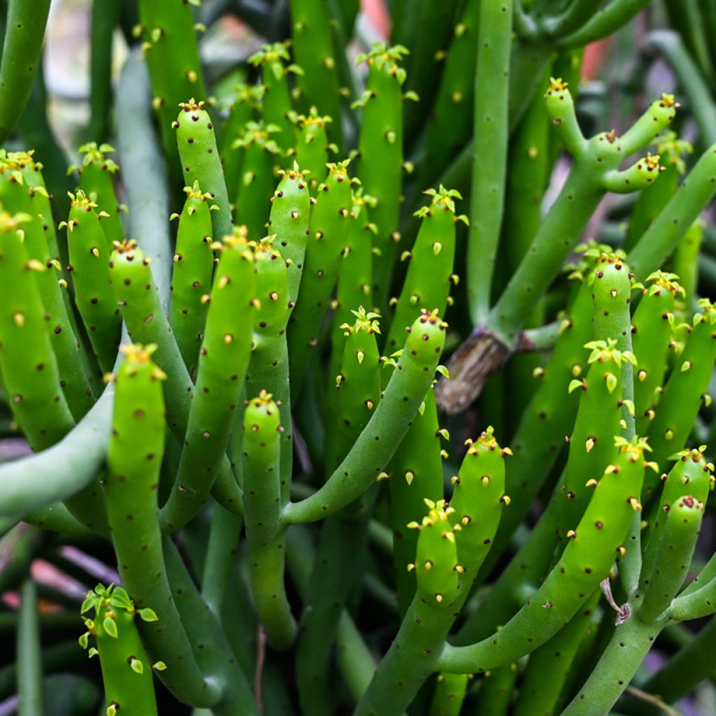Euphorbia tirucalli - Potloodplant