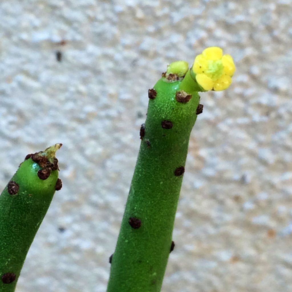 Euphorbia tirucalli - Potloodplant