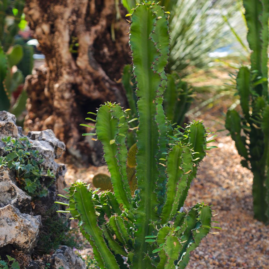 Euphorbia trigona - Afrikaanse melkboom