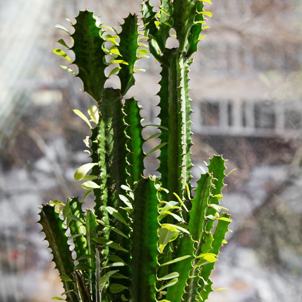 Euphorbia trigona - Afrikaanse melkboom
