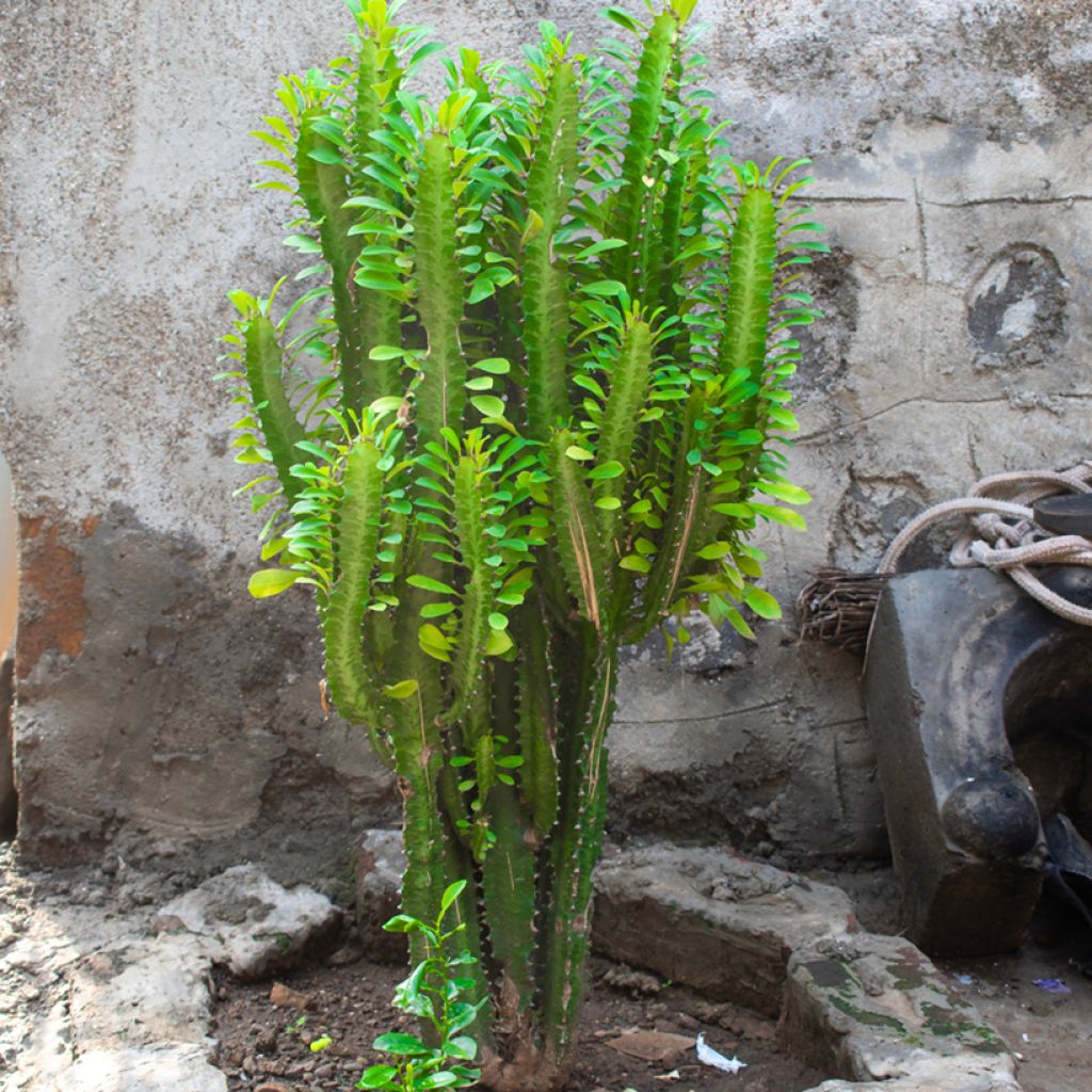 Euphorbia trigona - Afrikaanse melkboom
