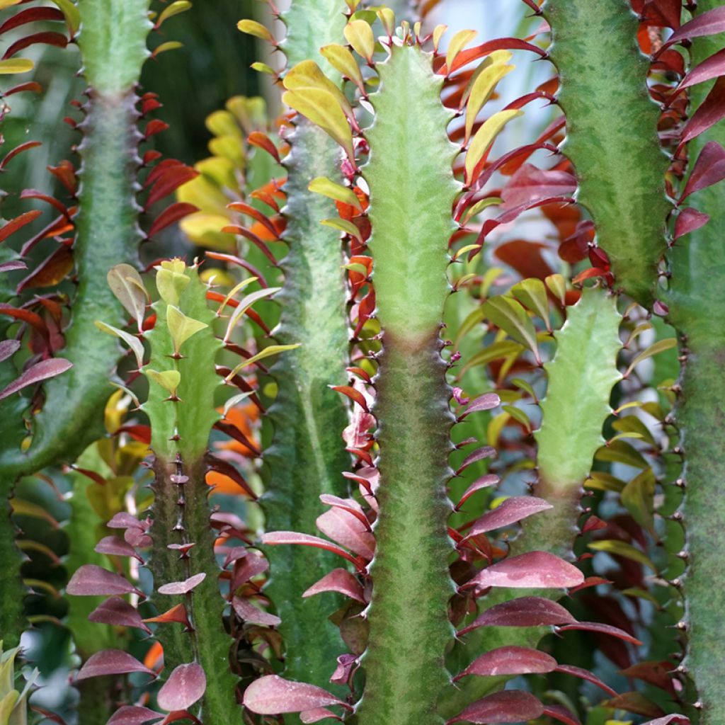 Euphorbia trigona rubra - Afrikaanse melkboom