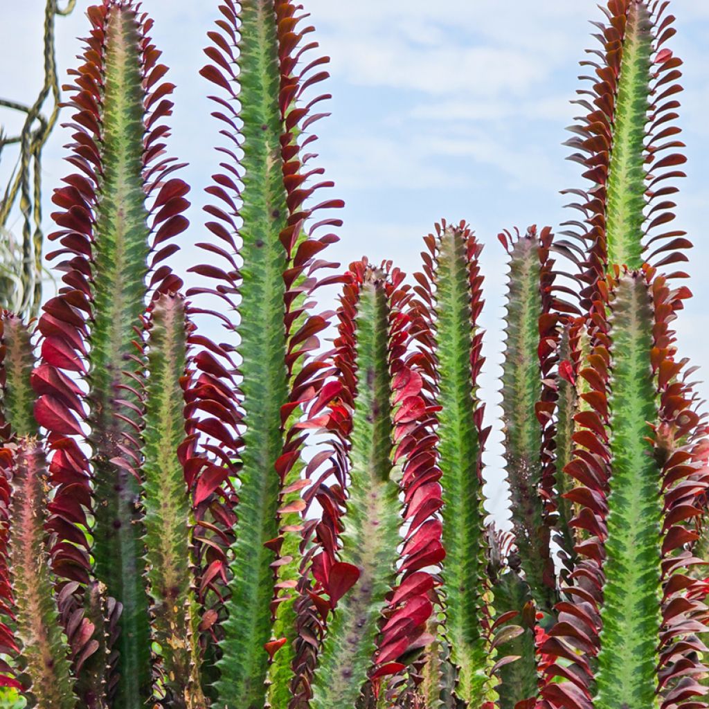 Euphorbia trigona rubra - Afrikaanse melkboom