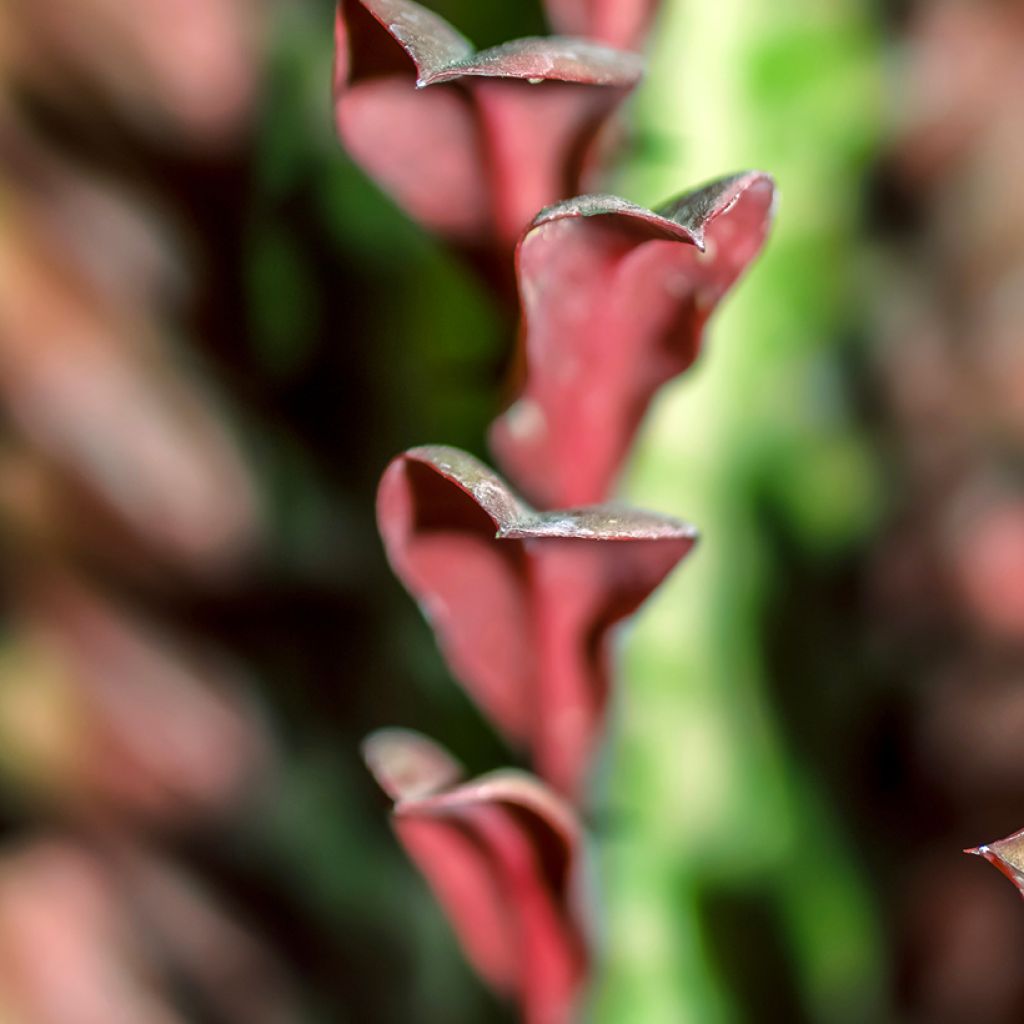 Euphorbia trigona rubra - Afrikaanse melkboom
