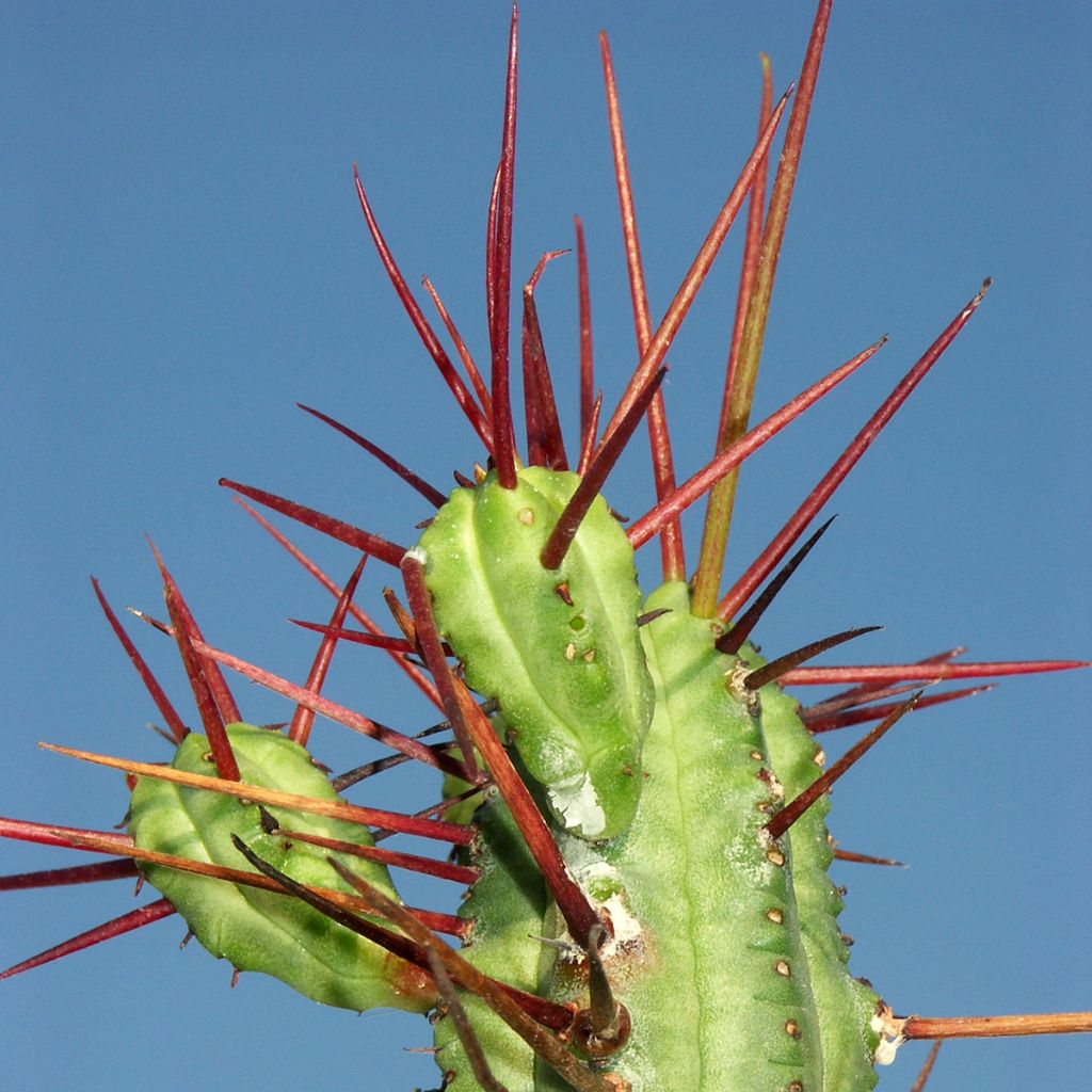 Euphorbia enopla - Wolfsmelk