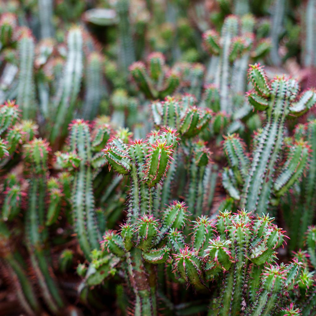 Euphorbia enopla - Wolfsmelk