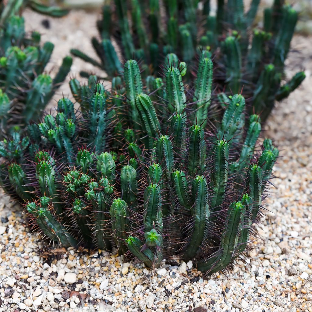 Euphorbia enopla - Wolfsmelk