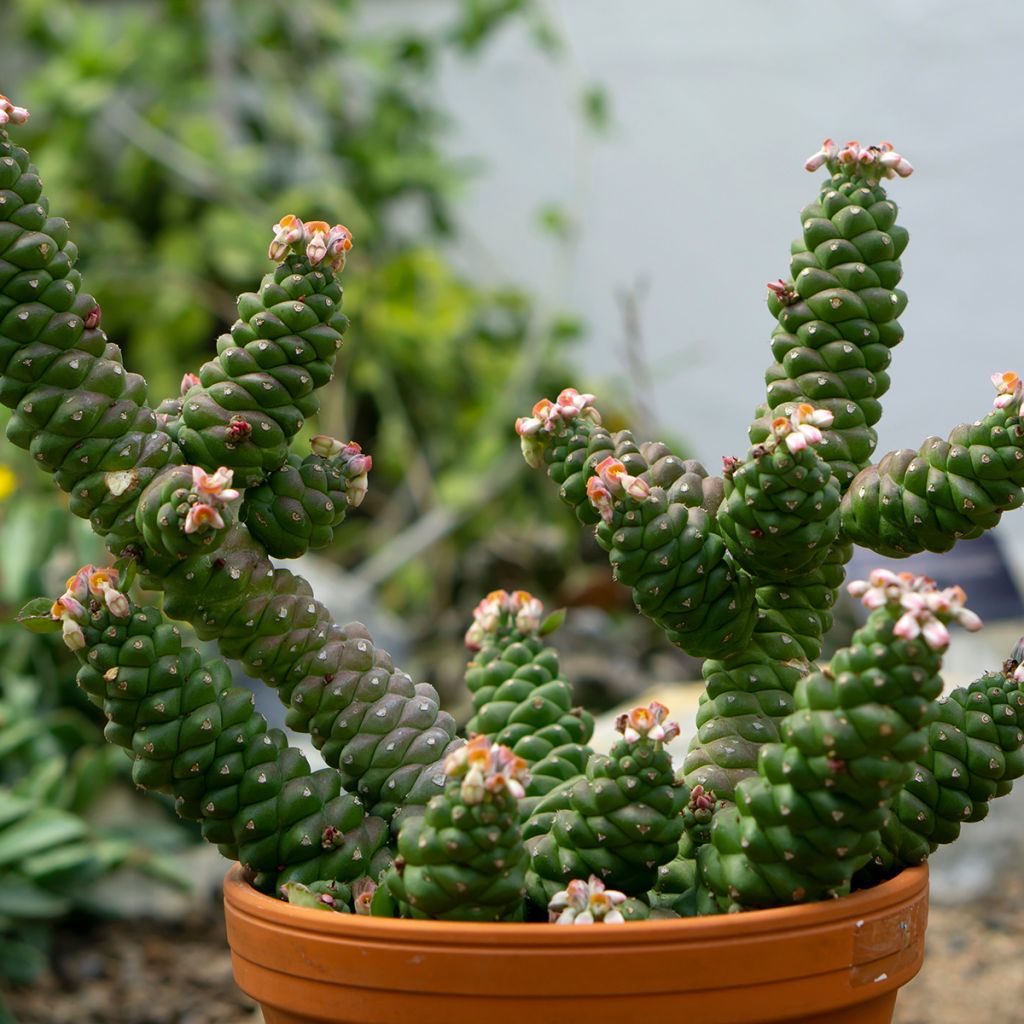 Euphorbia ritchiei - Wolfsmelk
