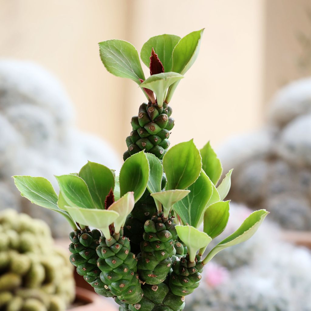 Euphorbia ritchiei - Wolfsmelk