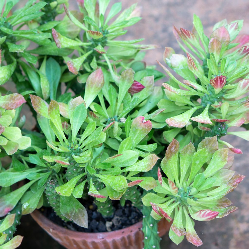 Euphorbia ritchiei - Wolfsmelk