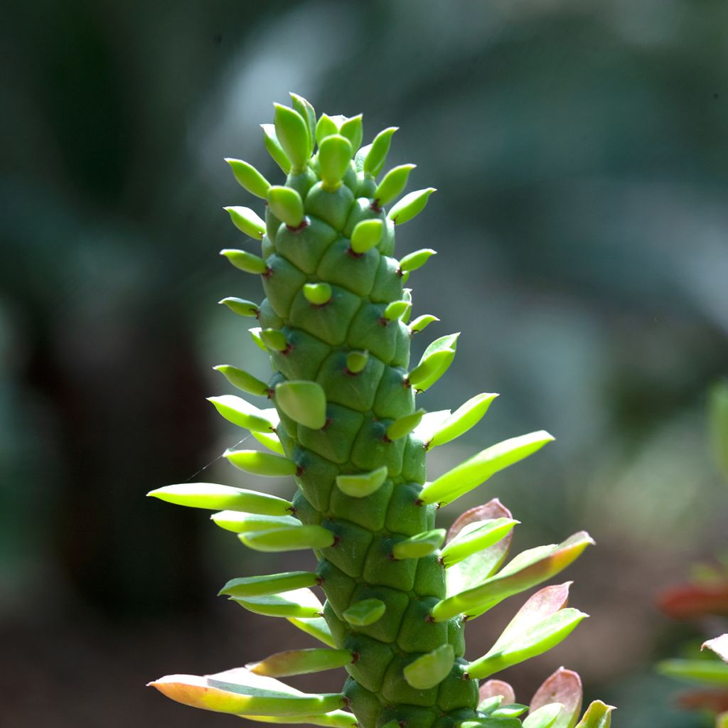 Euphorbia ritchiei - Wolfsmelk