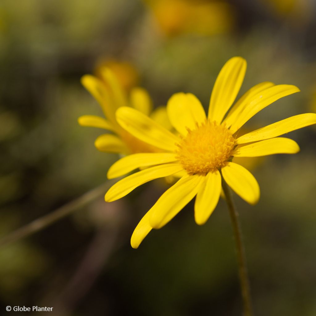 Euryops Infinity - Zuid-Afrikaanse margriet