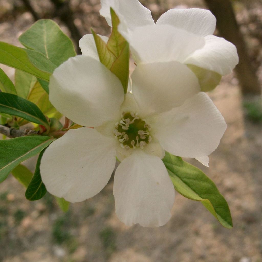 Exochorda racemosa Niagara - Parelstruik