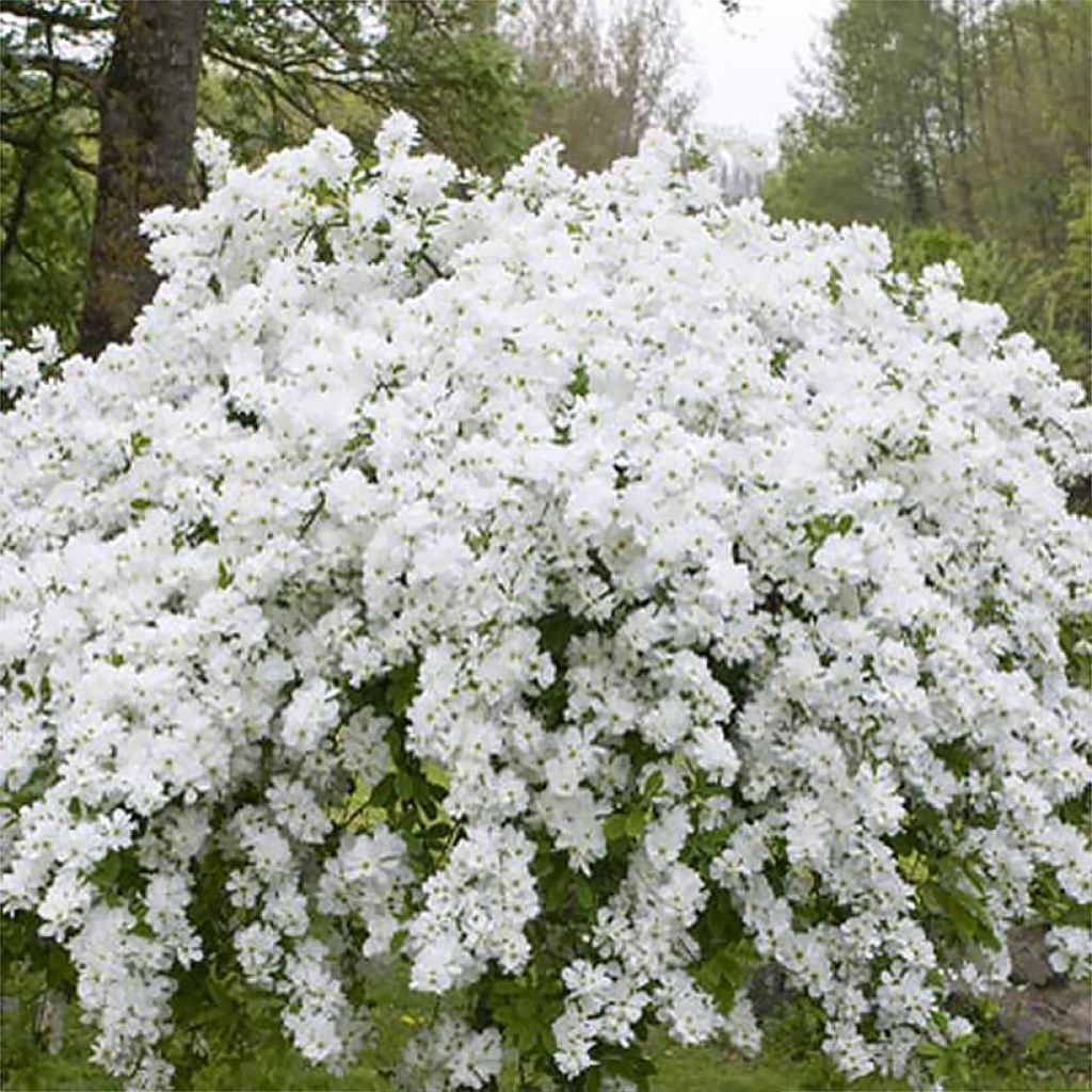 Exochorda racemosa Snow Mountain - Parelstruik