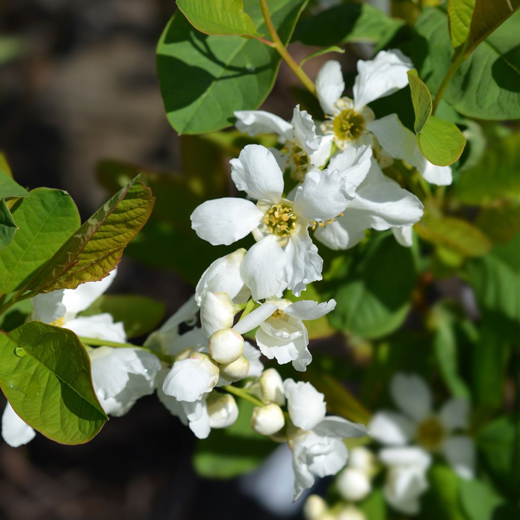 Exochorda serratifolia Snow White - Parelstruik