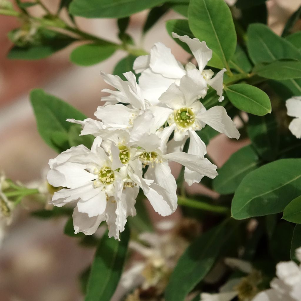 Exochorda The Bride - Parelstruik