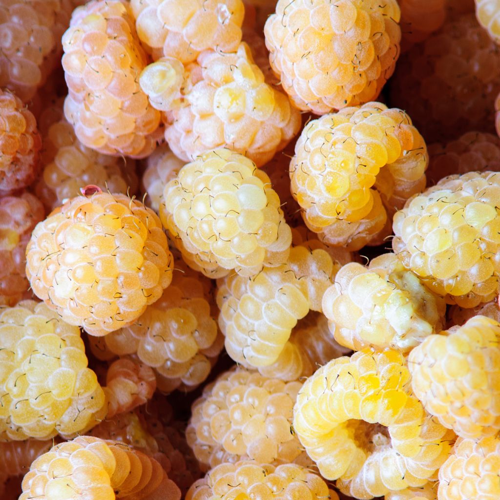 Dwergframboos Lowberry Little Orangelina