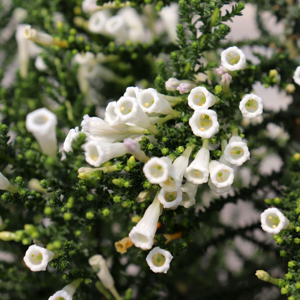 Fabiana imbricata Alba - Pichi