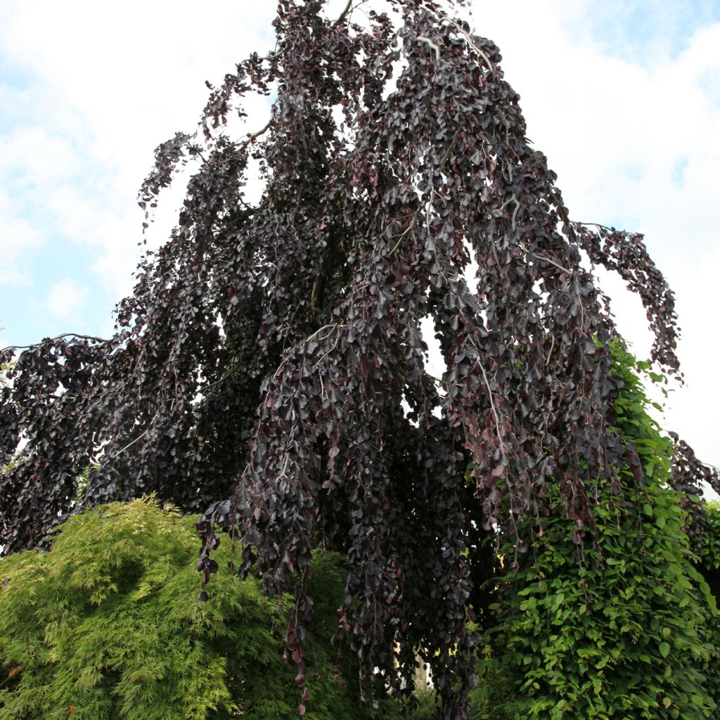 Fagus sylvatica Black Swan - Treur-koperbeuk