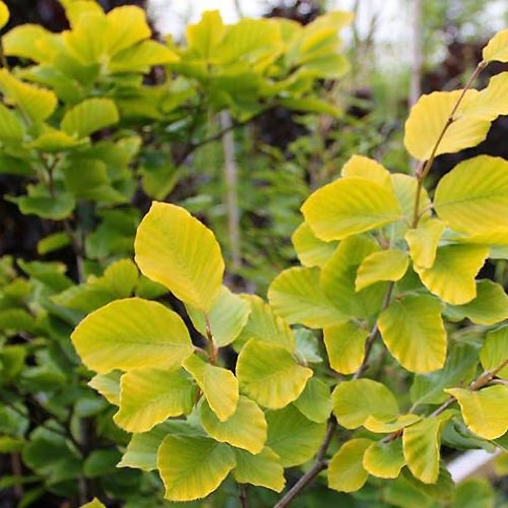 Fagus sylvatica Dawyck Gold - Goudgele zuilbeuk