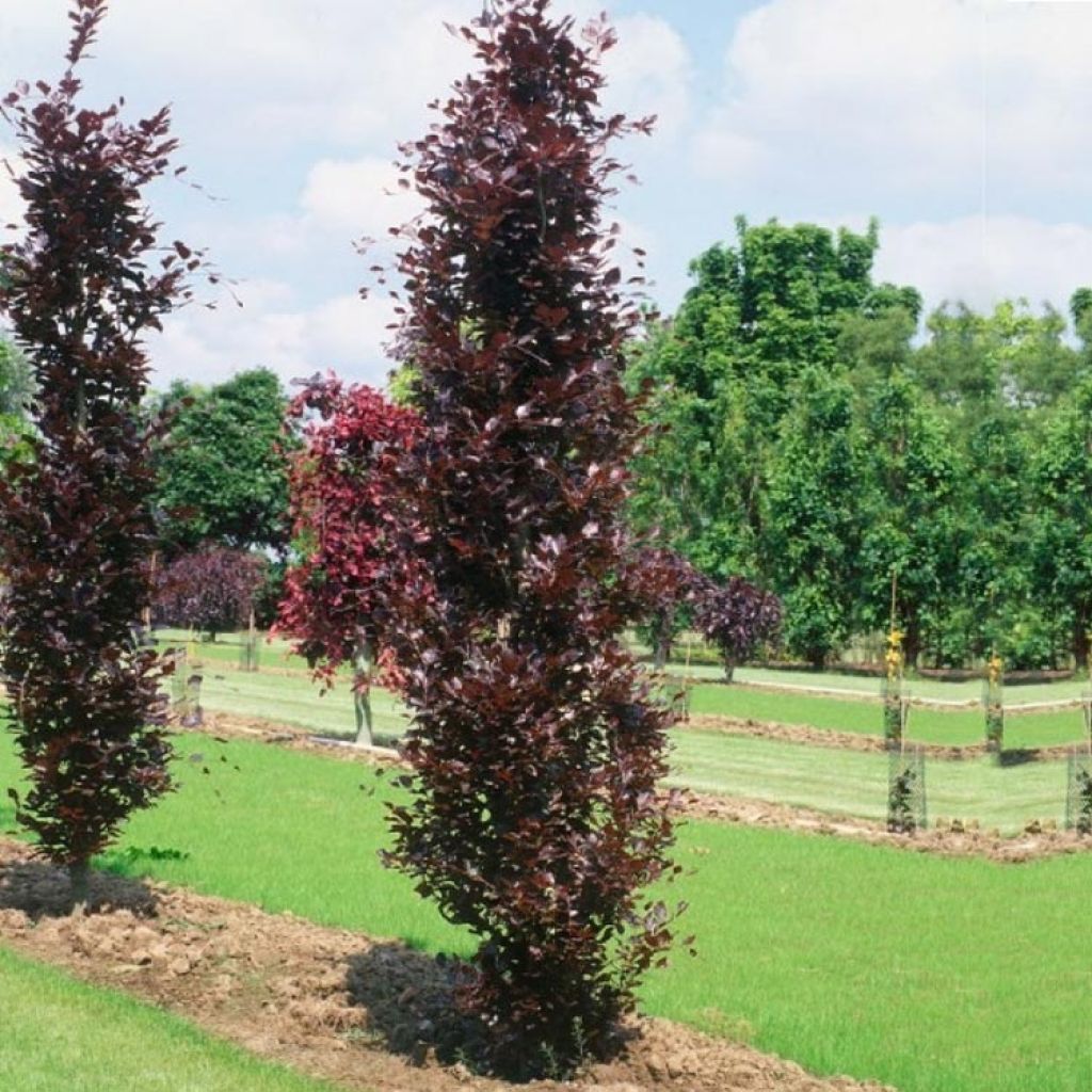 Fagus sylvatica Dawyck Purple - Zuilvormige koperbeuk