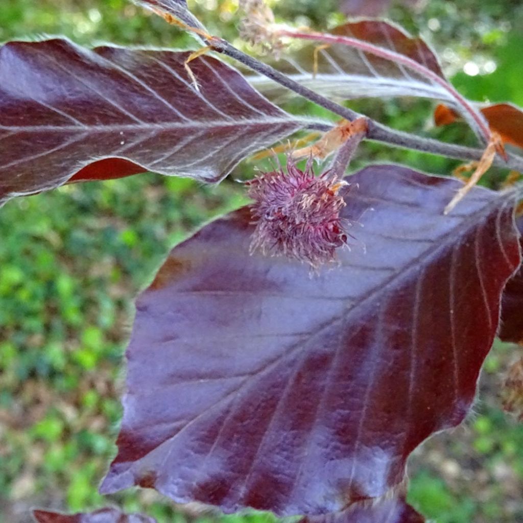 Fagus sylvatica Dawyck Purple - Zuilvormige koperbeuk