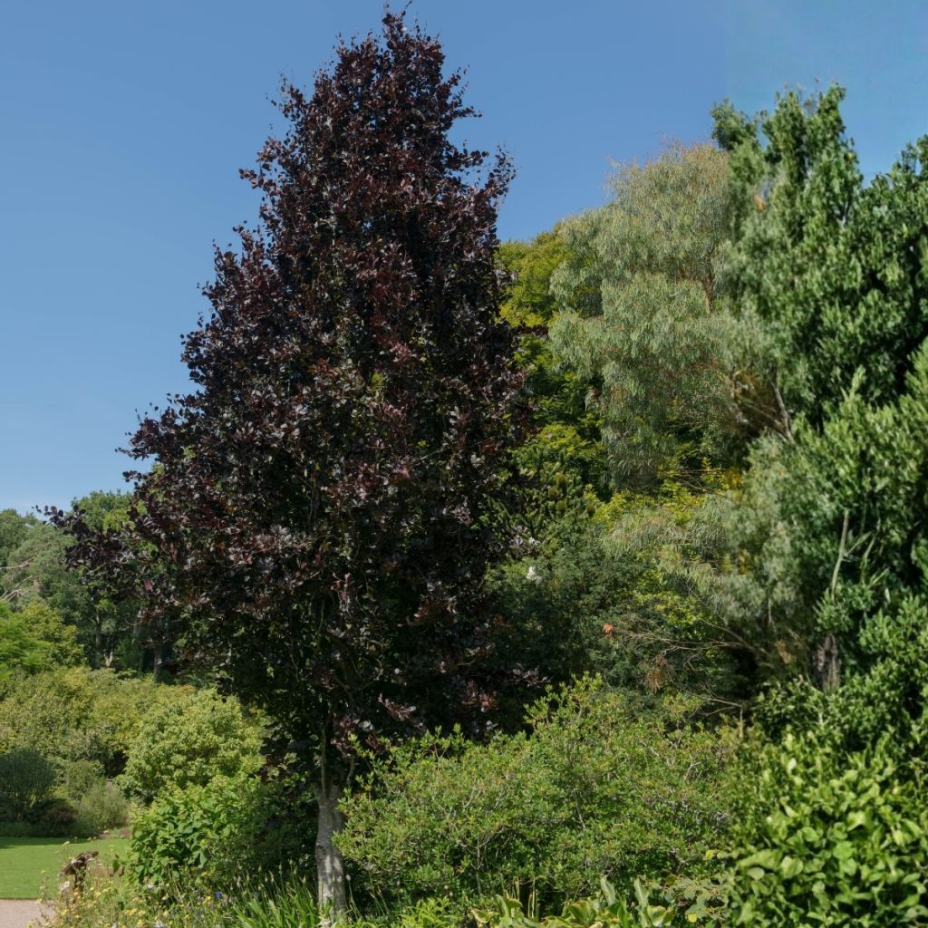 Fagus sylvatica Dawyck Purple - Zuilvormige koperbeuk