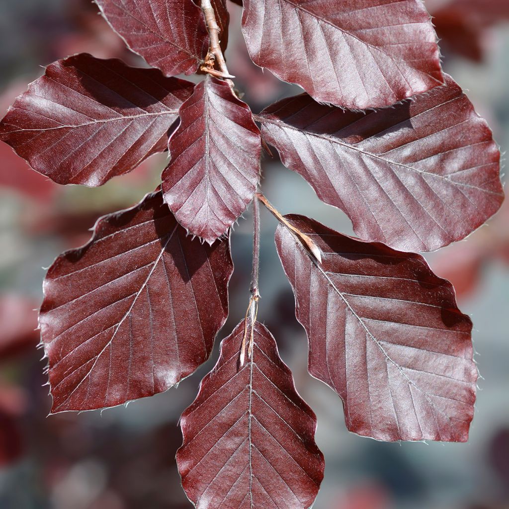 Fagus sylvatica Dawyck Purple - Zuilvormige koperbeuk