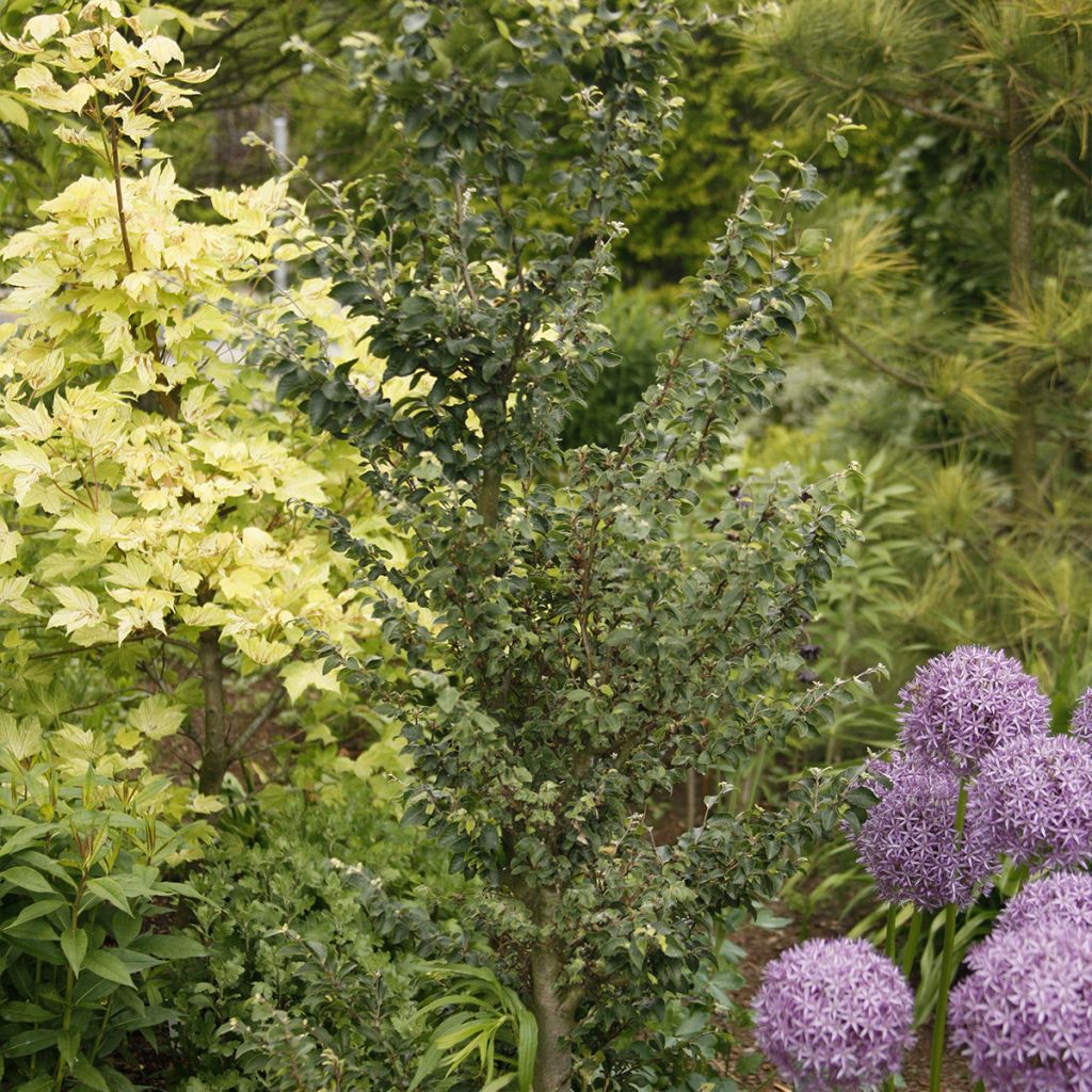 Fagus sylvatica Felderbach - Beuk