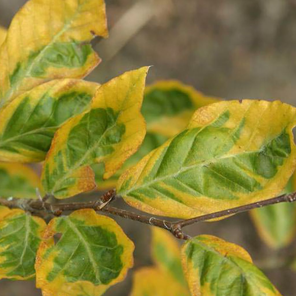 Fagus sylvatica Golden Edge - Beuk