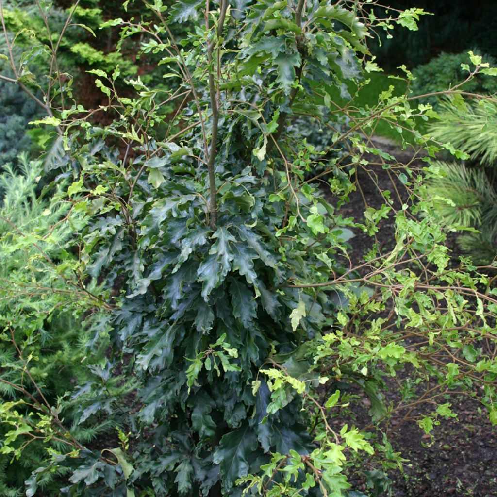 Fagus sylvatica Interrupta - Beuk