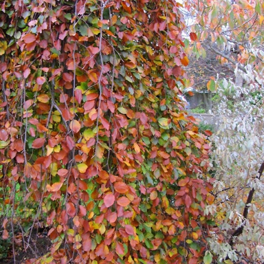 Fagus sylvatica Pendula - Treurbeuk
