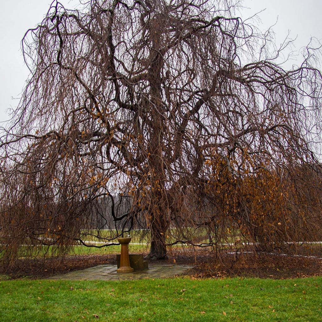 Fagus sylvatica Pendula - Treurbeuk