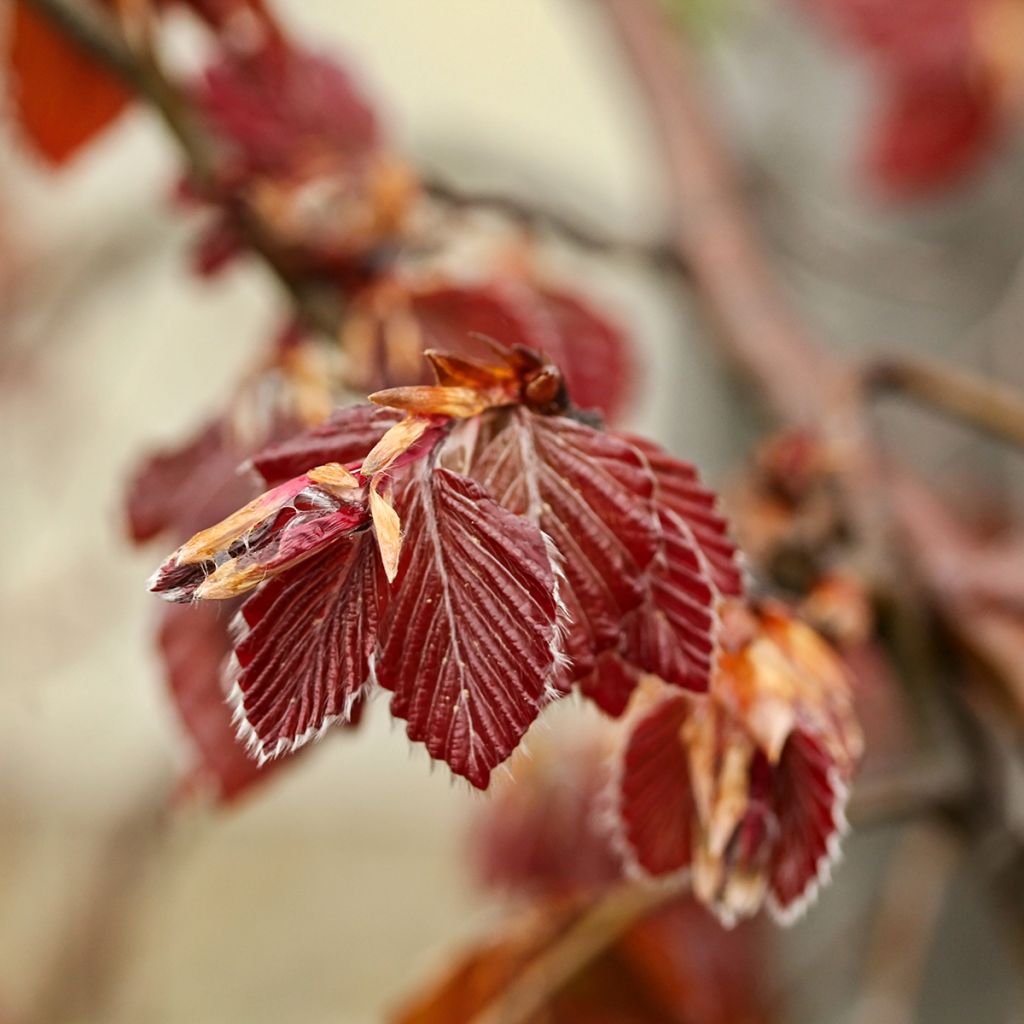 Fagus sylvatica Purple Fountain - Treur-koperbeuk