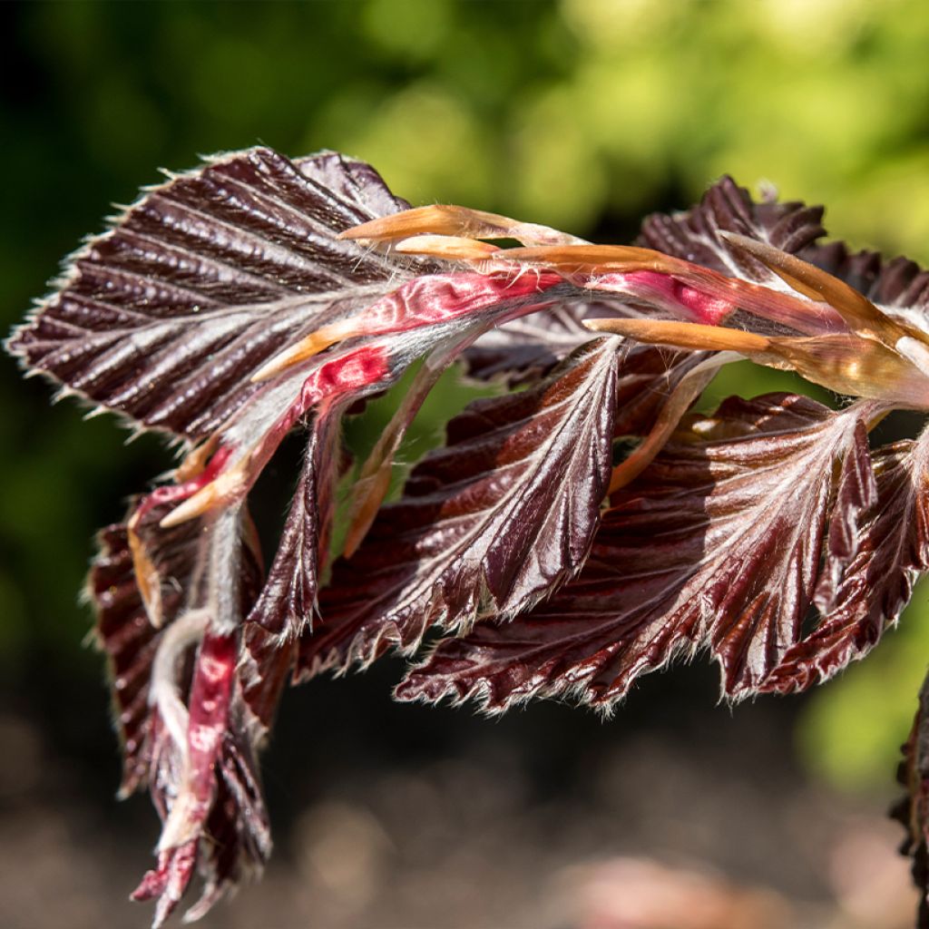 Fagus sylvatica Rohan Minaret - Zuilbeuk