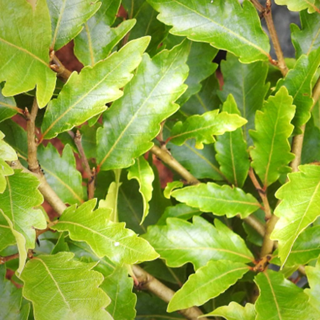 Fagus sylvatica Sandrode - Dwergbeuk