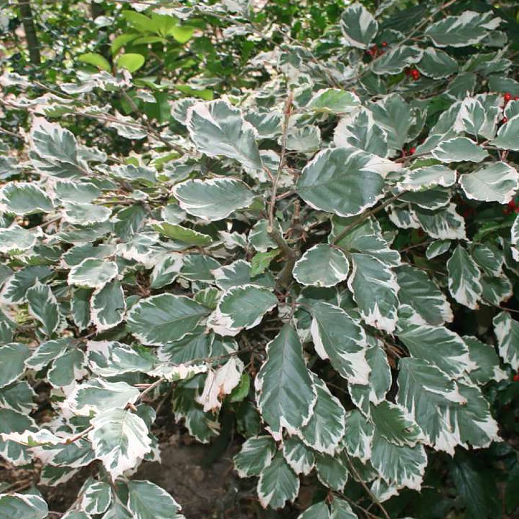 Fagus sylvatica Silbertaler - Bonte beuk
