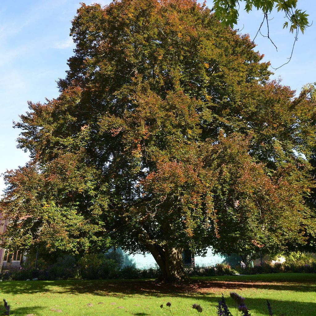 Fagus sylvatica Swat Magret - Koperbeuk
