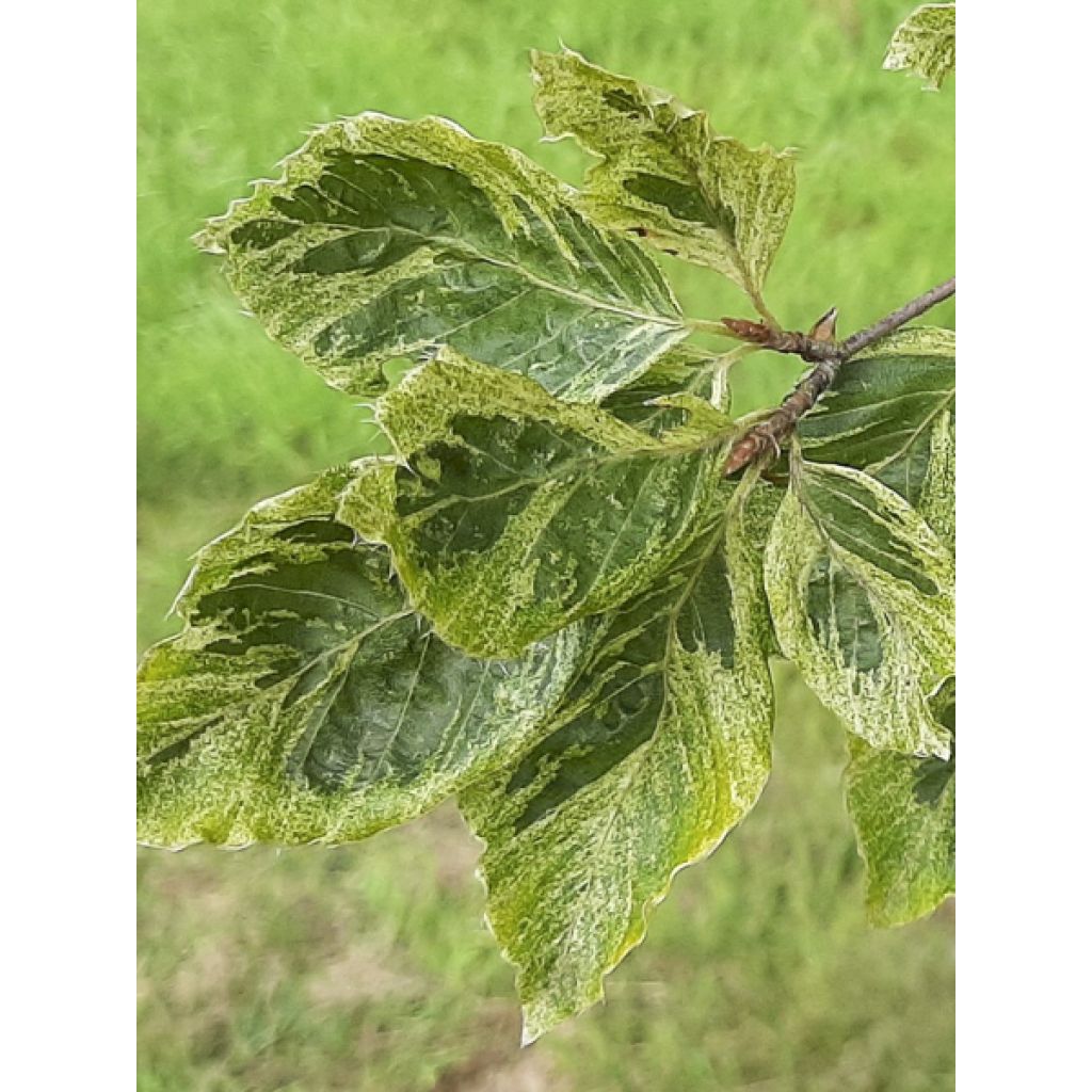 Fagus sylvatica Viridivariegata - Hêtre commun panaché de vert