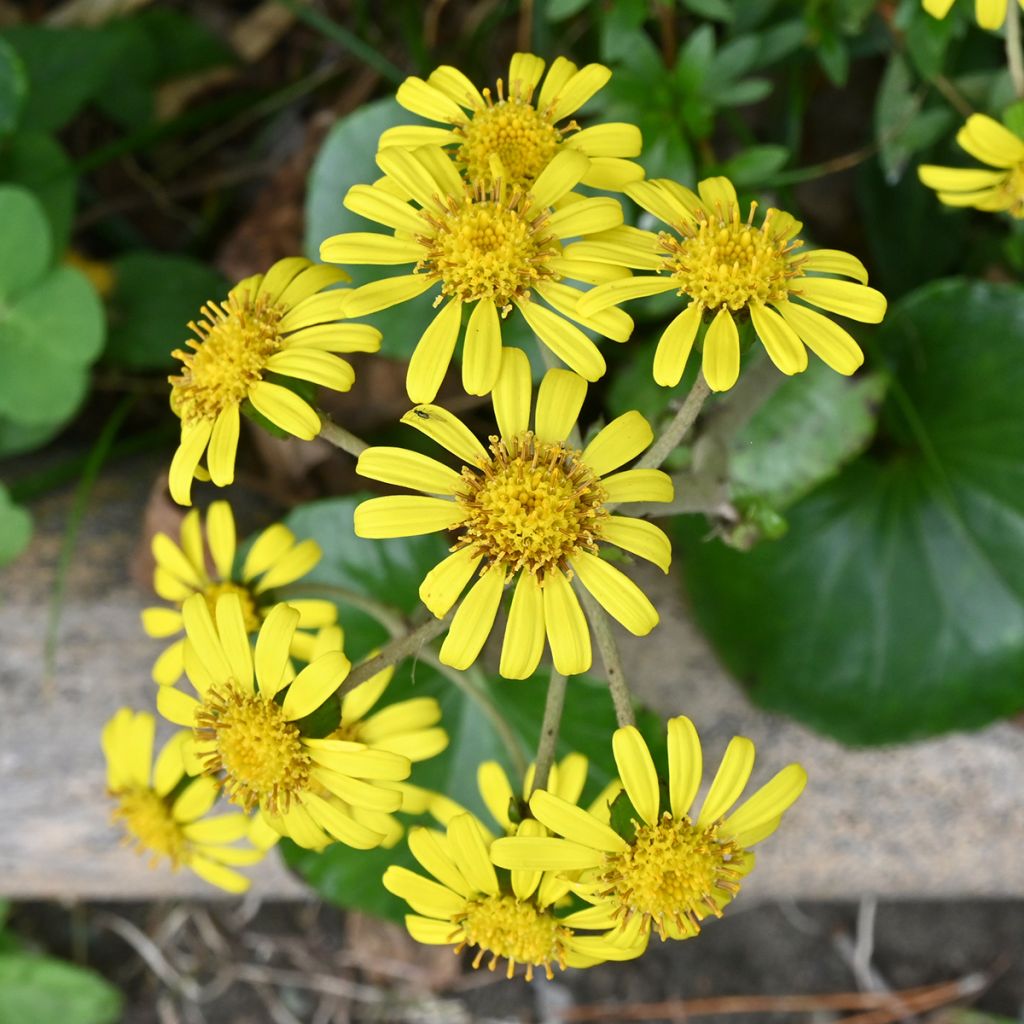 Farfugium japonicum - Luipaardplant