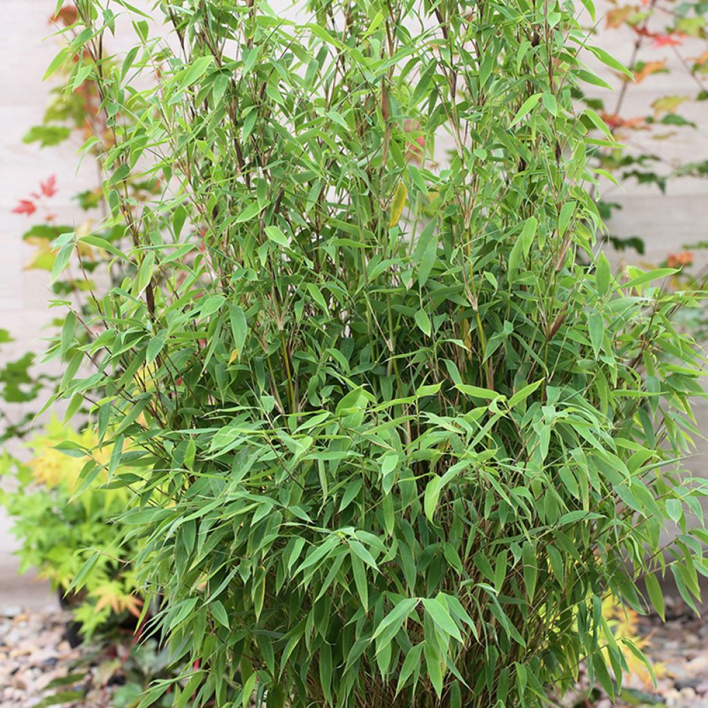 Fargesia murielae Red Zebra - Niet-woekerende bamboe