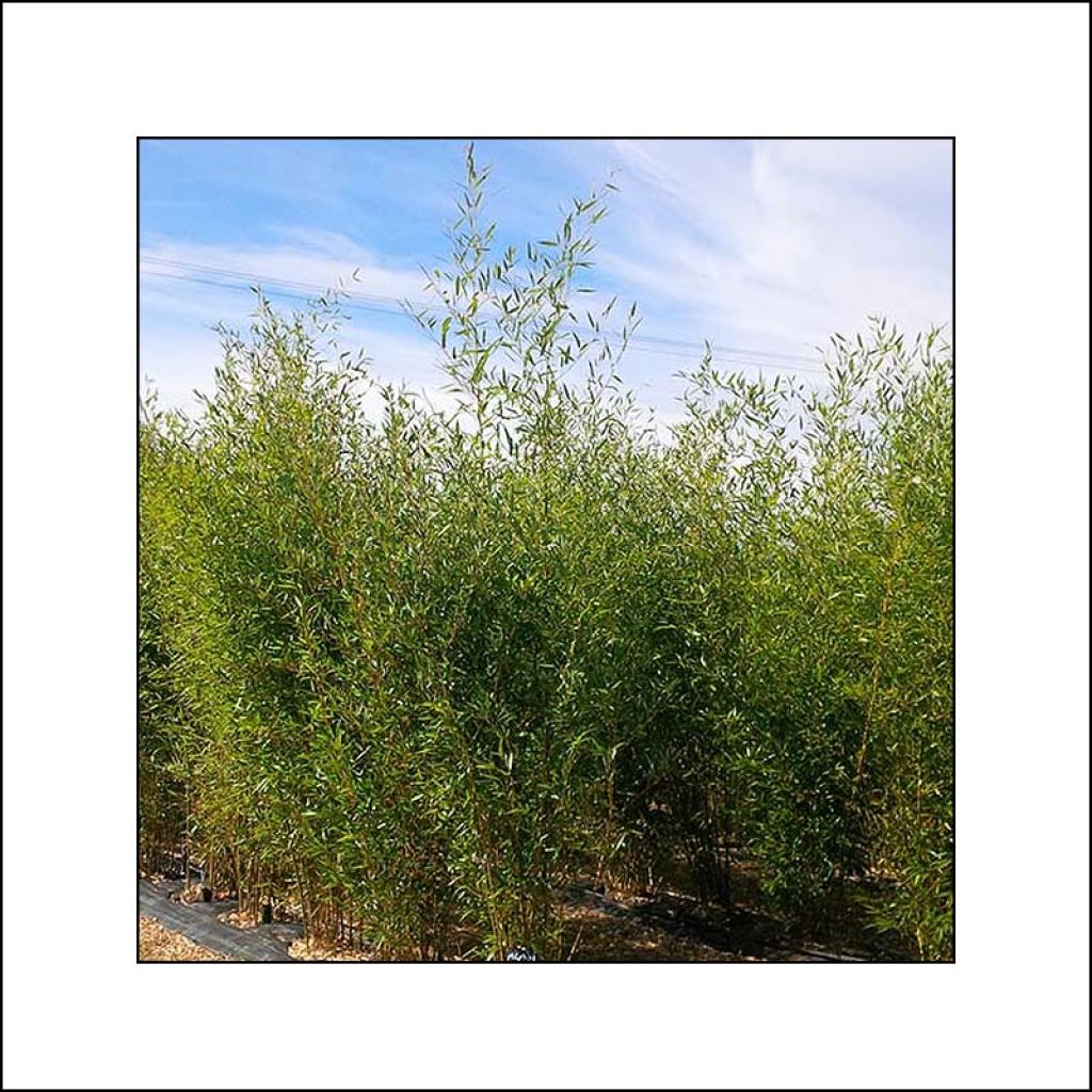 Fargesia robusta Wolong - Niet-woekerende bamboe