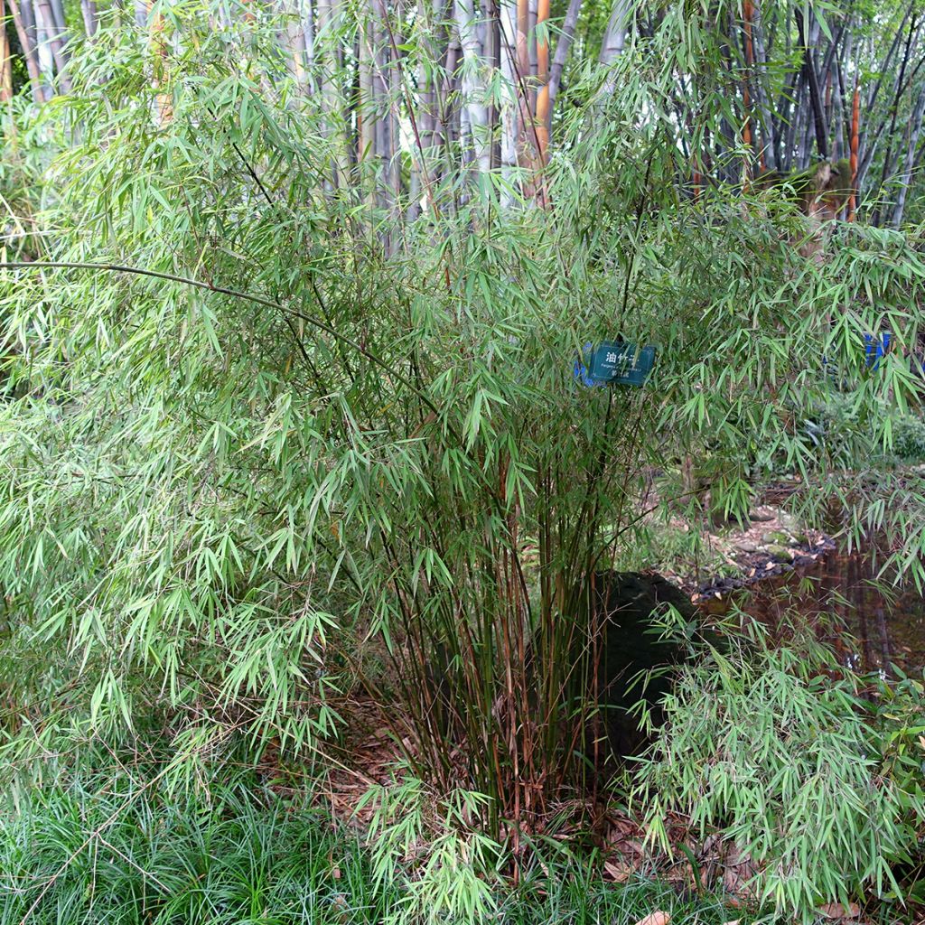 Fargesia angustissima - Niet-woekerende bamboe