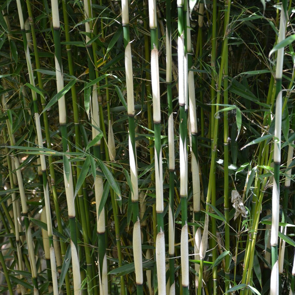 Fargesia robusta Pingwu - Niet-woekerende bamboe