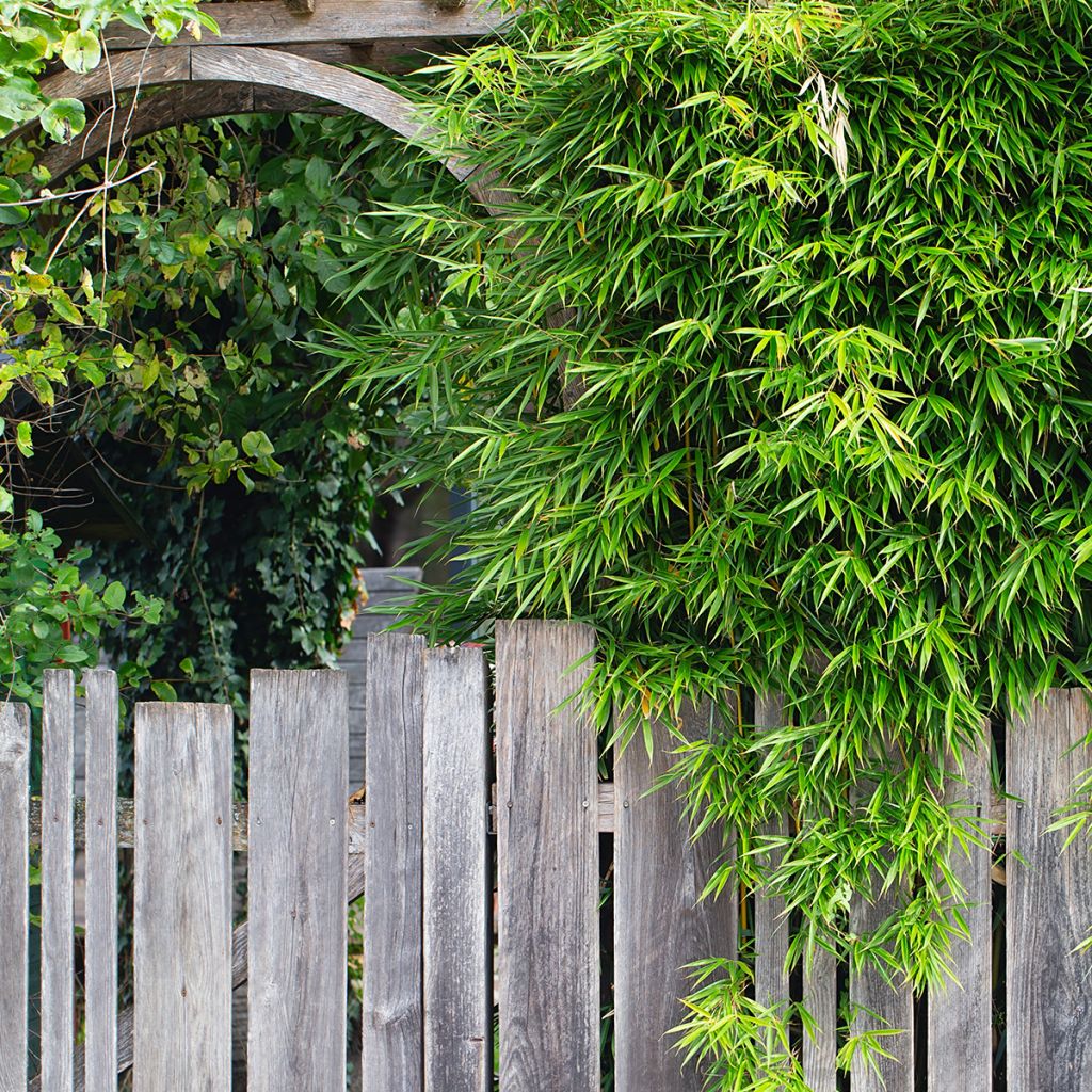 Fargesia robusta Pingwu - Niet-woekerende bamboe