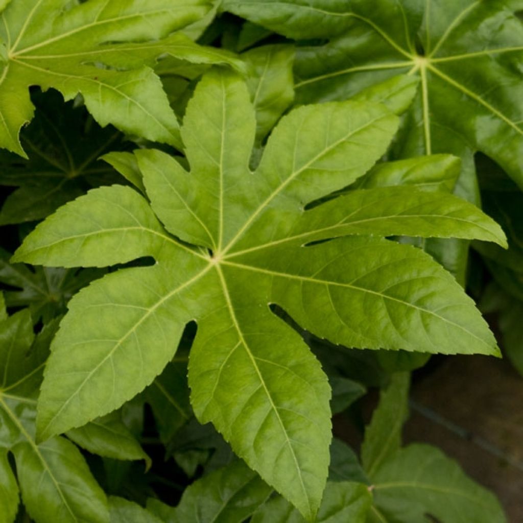 Fatsia japonica - Vingerplant