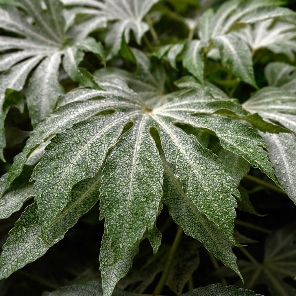 Fatsia japonica Spiders Web - Vingerplant