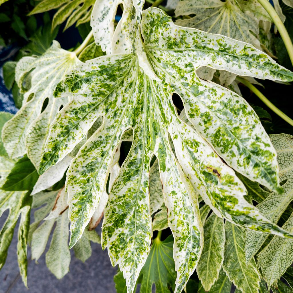 Fatsia japonica Spiders Web - Vingerplant